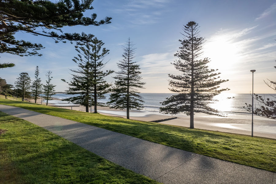 Torquay front beach pines